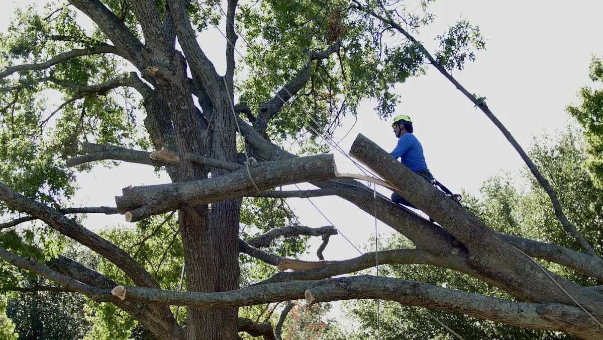 Professional Crown Thinning performed by certified arborists in East Durham