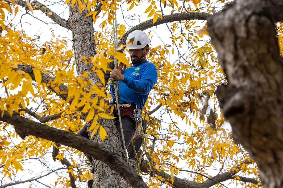 Skilled Tree Transplanting crew working in East Durham